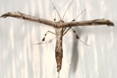 6168 -  Eupatorium Plume Moth - Oidaematophorus eupatorii