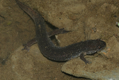Northern Dusky Salamander - Desmognathus fuscus
