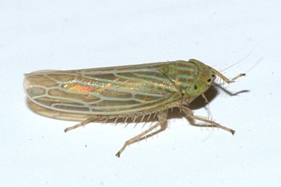 Leafhoppers genus Graminella