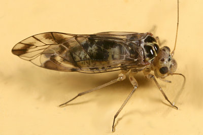 Metylophorus novaescotiae
