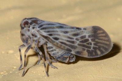 Cedusa maculata