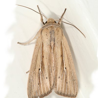 10446 -- Many-lined Wainscot Moth -- Leucania multilinea