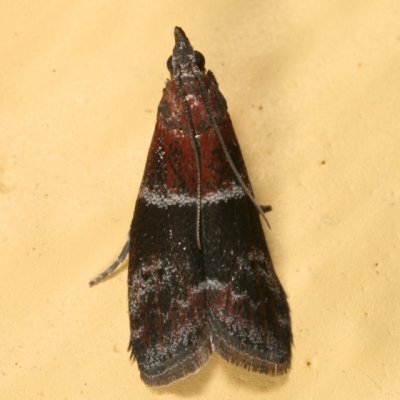 6005 - Darker Moodna Moth - Moodna ostrinella