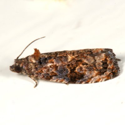 2738 - Dull-barred Endothenia Moth - Endothenia hebesana