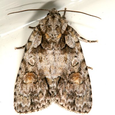 9243 - Ovate Dagger - Acronicta ovata