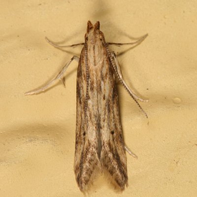 1685 - Burdock Seedhead Moth - Metzneria lappella