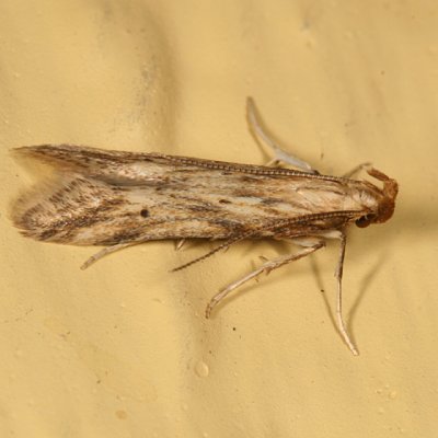 1685 - Burdock Seedhead Moth - Metzneria lappella