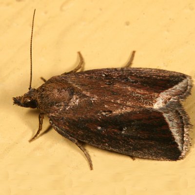 9059 -- Bog Capis Moth -- Capis curvata