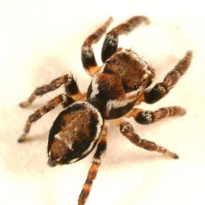 Evarcha hoyi (male)