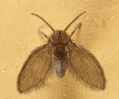 Quatiella sp.