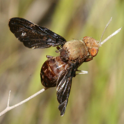 Eurosta comma