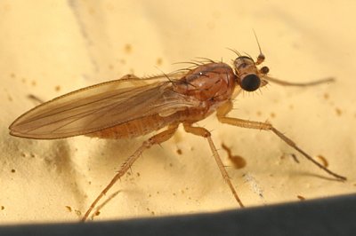Pointed-winged Flies - Lonchopteridae