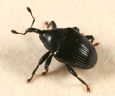 Stethobaris ovata