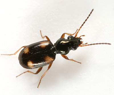 Four-Spotted Ground Beetle - Bembidion quadrimaculatum