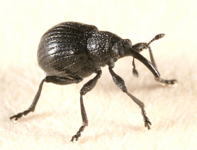 Weevils - Subfamily Apioninae