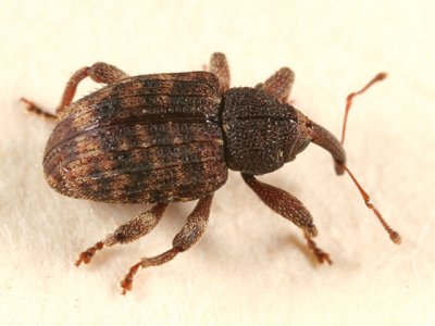 Conotrachelus posticatus