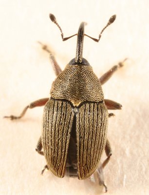 Geraeus picumnus