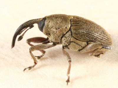 Geraeus picumnus