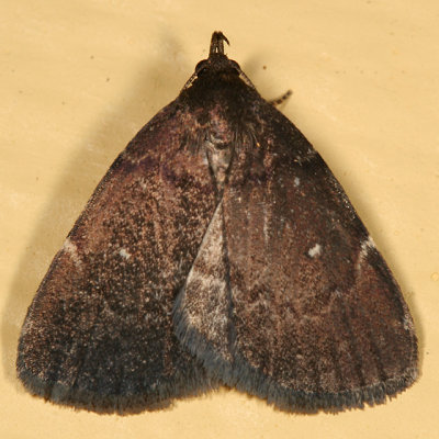 8326 - Rotund Idia Moth - Idia rotundalis