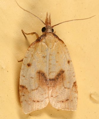 3706 - Mosaic Sparganothis Moth - Sparganothis xanthoides