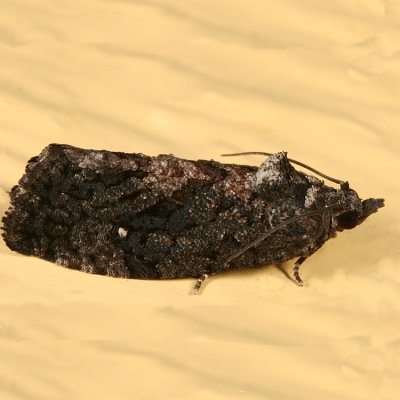 3495 - White-dotted Ecdytolopha Moth - Ecdytolopha punctidiscana