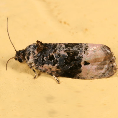 2860 - Pink-washed Leafroller Moth - Hedya separatana
