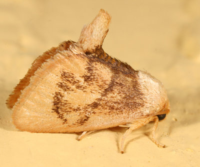 4654 -- Abbreviated Button Slug Moth -- Tortricidia flexuosa