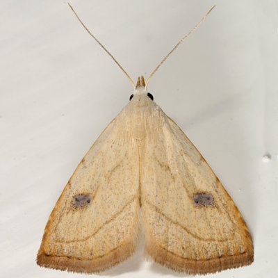 8404 - Spotted Grass Moth - Rivula propinqualis