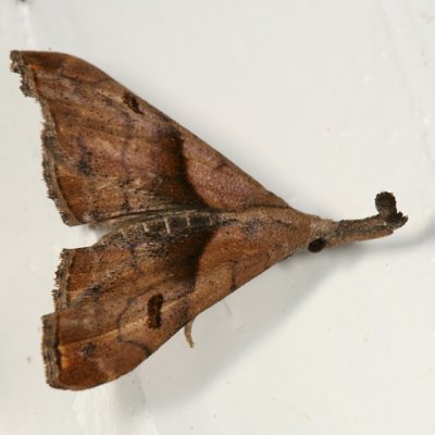 8397 - Dark-spotted Palthis - Palthis angulalis