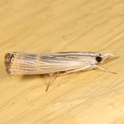 5450 -- Graceful Grass-veneer Moth -- Parapediasia decorella