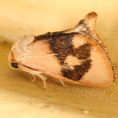 4654 -- Abbreviated Button Slug Moth -- Tortricidia flexuosa