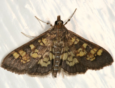 5143 - Darker Diacme Moth - Diacme adipaloides