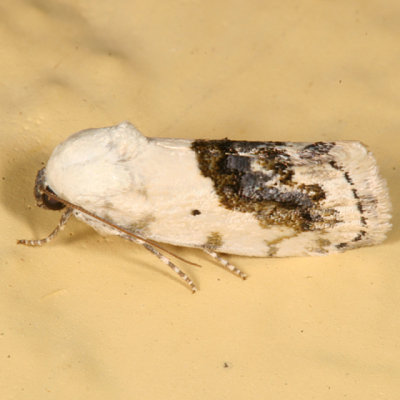 9095 - Small Bird Dropping Moth - Tarachidia erastrioides