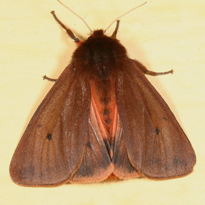 8156 - Ruby Tiger Moth - Phragmatobia fuliginosa