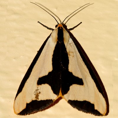 8107 - Clymene Moth - Haploa clymene