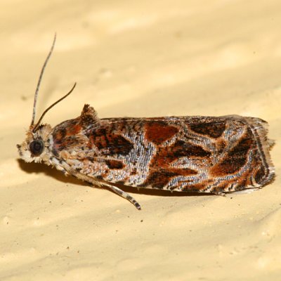 2826 - Lacuna Moth - Olethreutes lacunanum