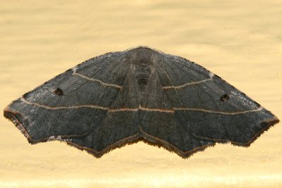 6819 - Pale Metanema Moth - Metanema inatomaria