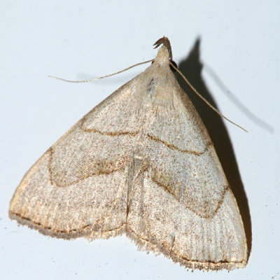 8358 - Brown-lined Owlet Moth - Macrochilo litophora