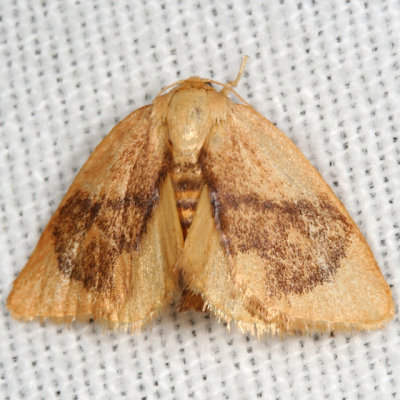 4654 -- Abbreviated Button Slug Moth -- Tortricidia flexuosa