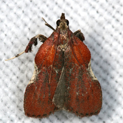 5552 - Boxwood Leaftier - Galasa nigrinodis