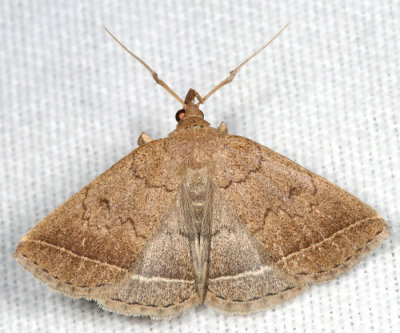 8353  Wavy-lined Zanclognatha - Zanclognatha jacchusalis