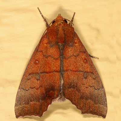 Catocalinae less Catocala Moths  8490 - 8769
