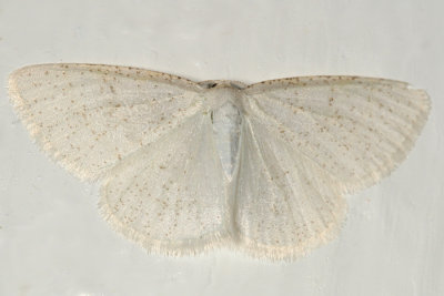 6270 - Virgin Moth - Protitame virginalis