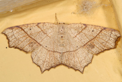 6885 - Oak Besma Moth - Besma quercivoraria