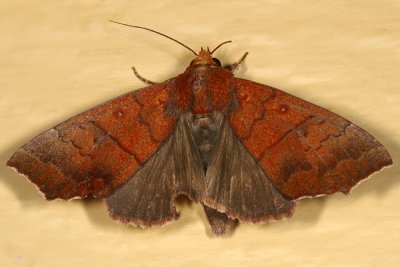 8547 - Hibiscus Leaf Caterpillar Moth - Anomis commoda