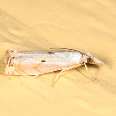 5419 - Gold-stripe Grass-veneer Moth - Microcrambus biguttellus