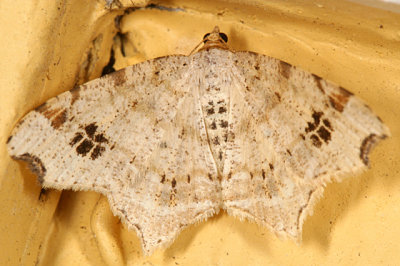 6326 - Common Angle - Macaria aemulataria