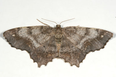 6655 -- Esther Variant Moth -- Hypagyrtis esther