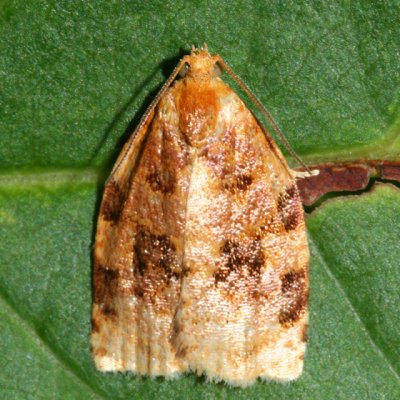 3661 - Ugly-nest Caterpillar Moth - Archips cerasivorana