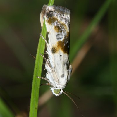 9090 - Olive-shaded Bird-dropping Moth - Tarachidia candefacta
